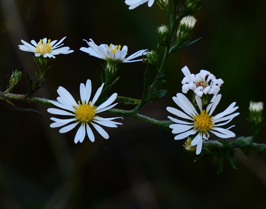 {Symphyotrichum pilosum}